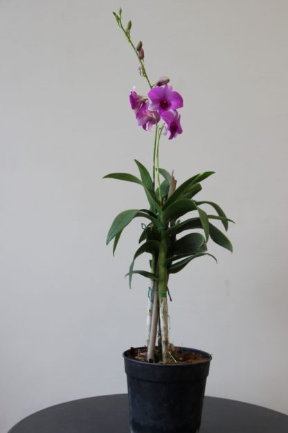 Pink Stripe Orchid Plants - Image 2