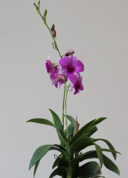Pink Stripe Orchid Plants